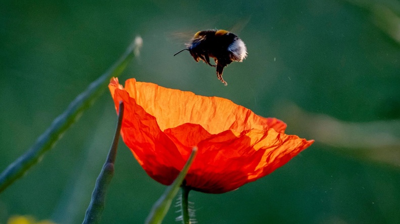 Bumblebee flying over poppy, Frankfurt, Germany